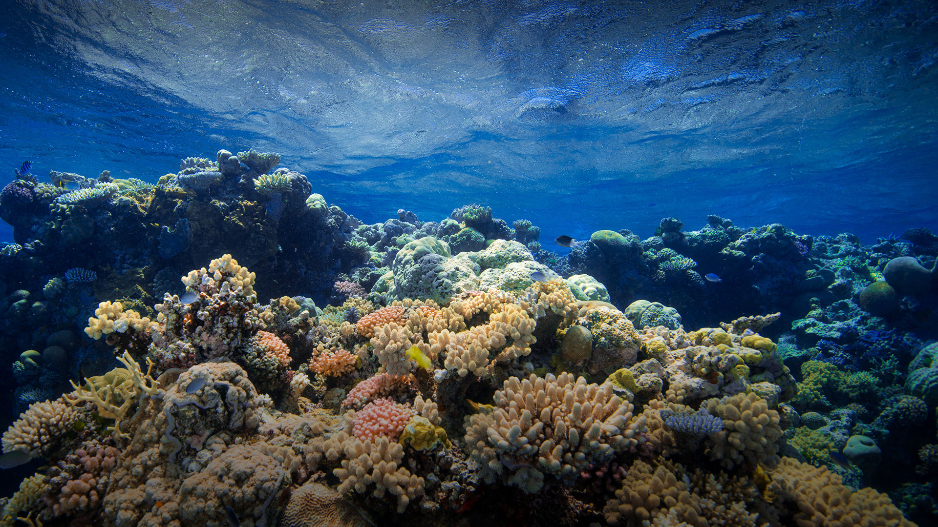 Intercâmbio em Cairns Austrália